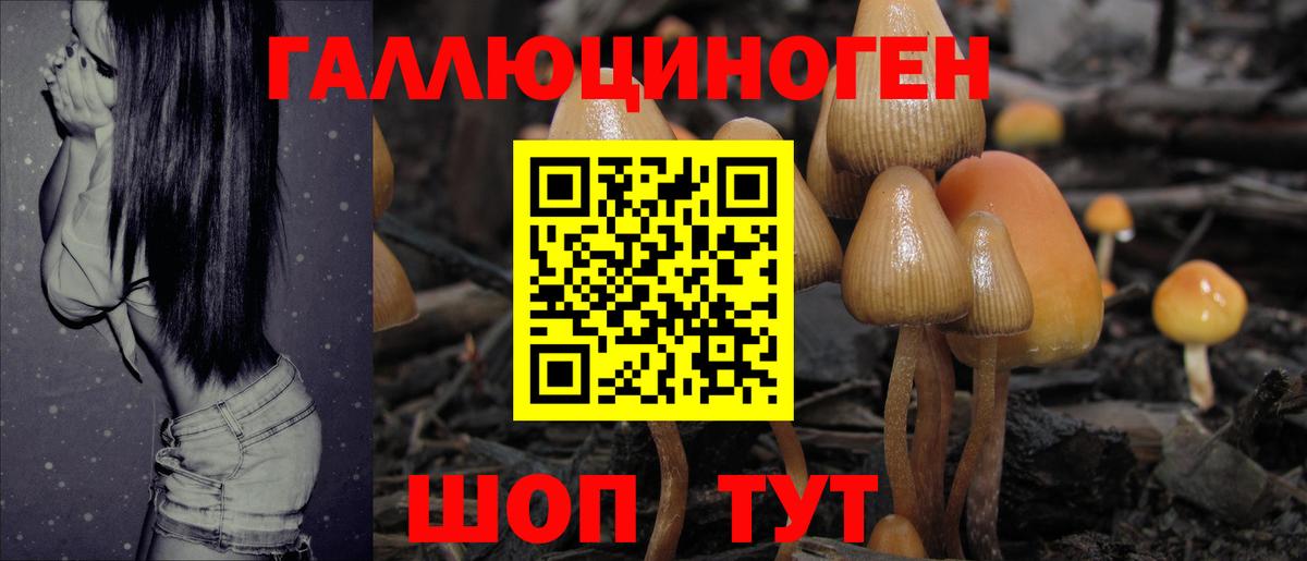 Галлюциногенные грибы Psilocybine cubensis  Вход с VPN  Краснокаменск 
